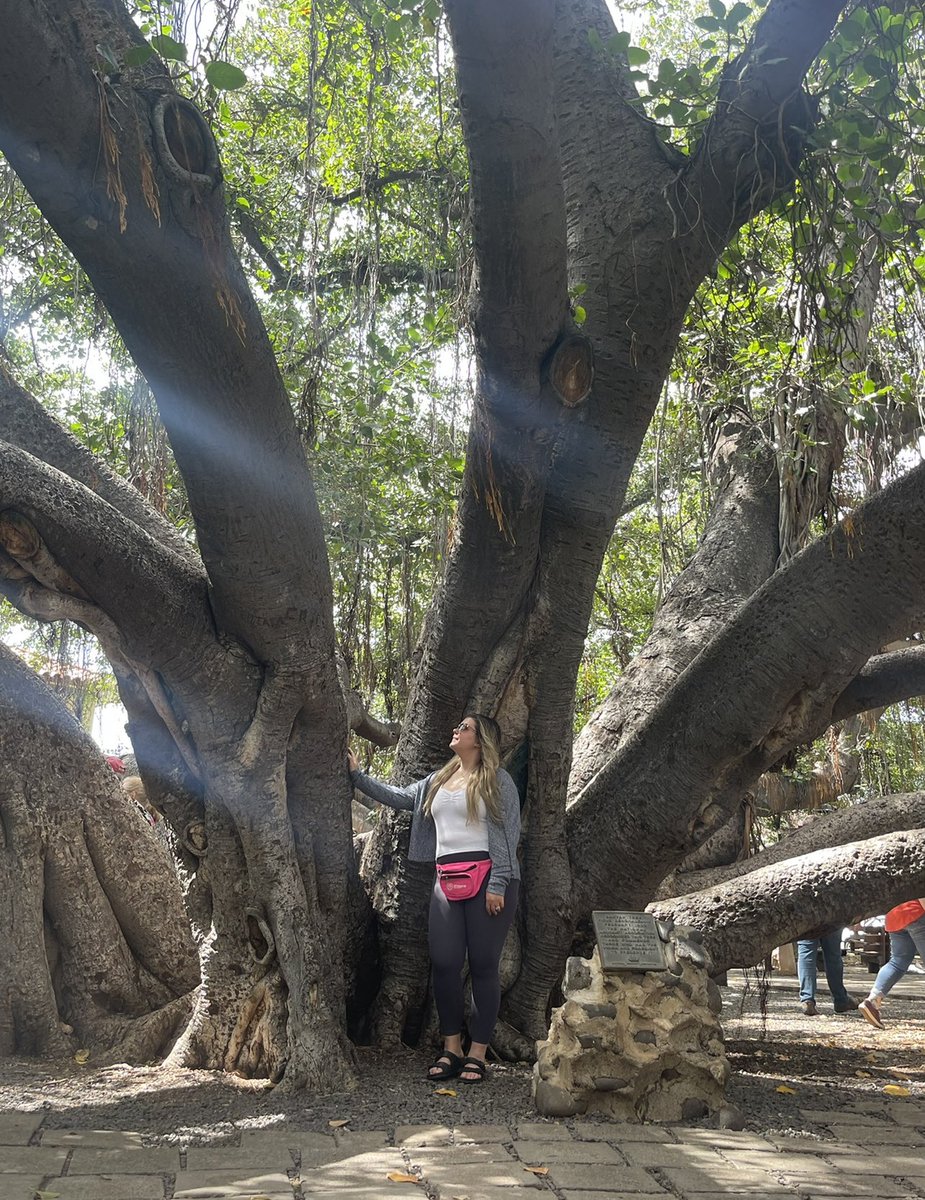 Chaynamae08's tweet photo. Praying for everyone in #Maui during this difficult. Prayers that this historic tree makes it. 
#MauiFires #Lahaina #banyantree https://t.co/hGvCO2Q4Uo