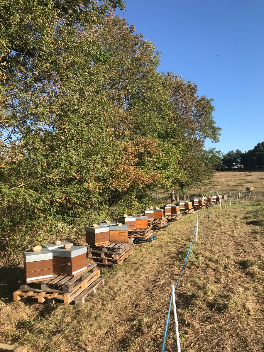 Association Confidences d'Abeilles tweet media