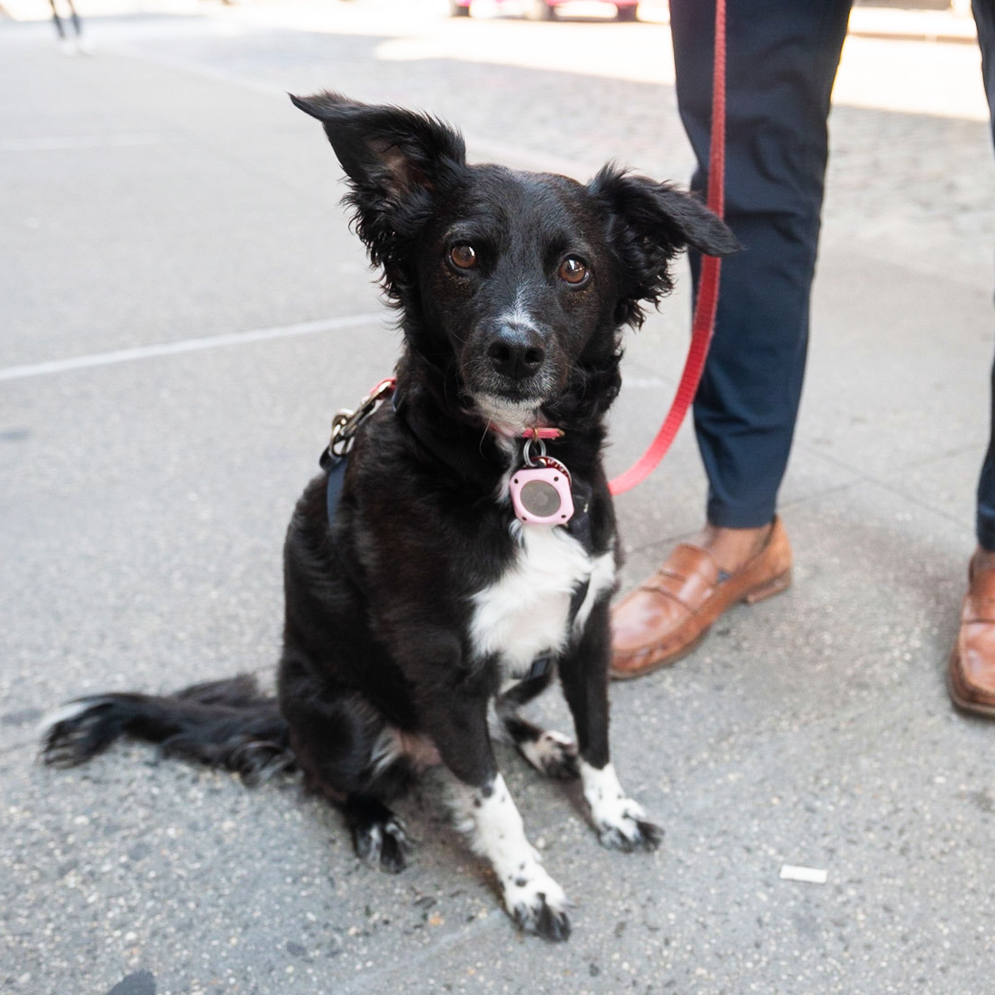 The Dogist on X