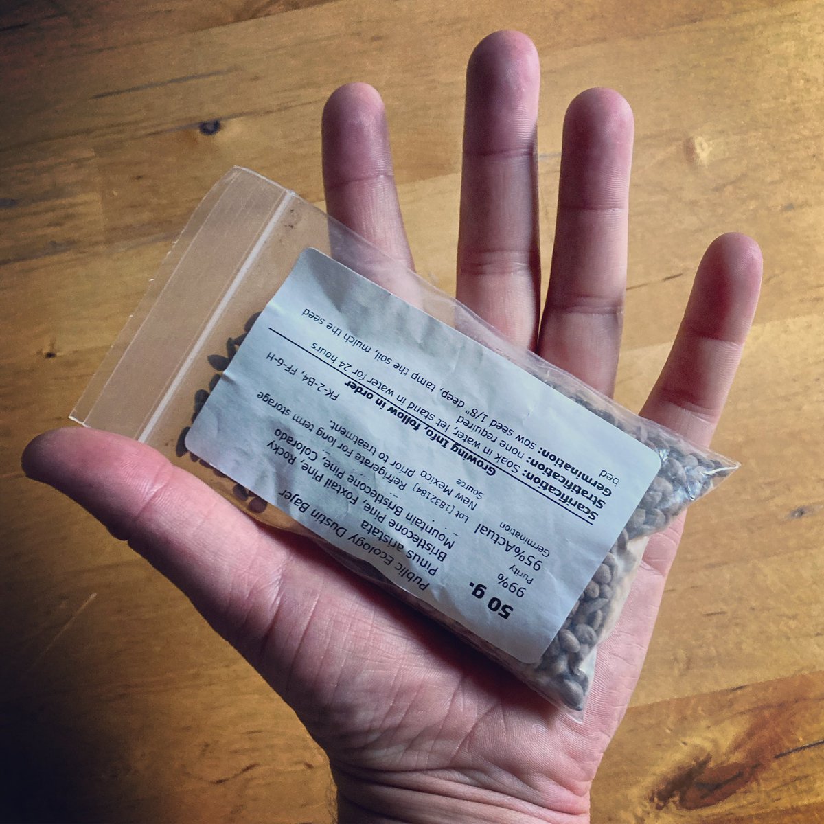 1500 Rocky Mountain Bristlecone Pine (#pinusaristata) seeds, each capable of growing for thousands of years. There are more than 1.5 million years of potential growth in the palm of my hand. 

#yeg #yeghistory #yegart #yegtrees #longtrees
