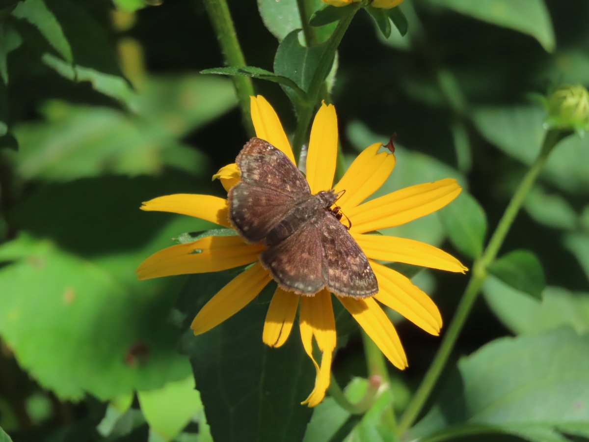 nhaudubon's tweet photo. Last week, we had a Wild Indigo Duskywing butterfly laying eggs in the McLane pollinator garden on one of the Wild Indigo plants!
Photos by Beck Suomala.
#NHAudubon #LetsGoOutside #WildIndigoDuskywing #Butterfly https://t.co/dotavbai3P