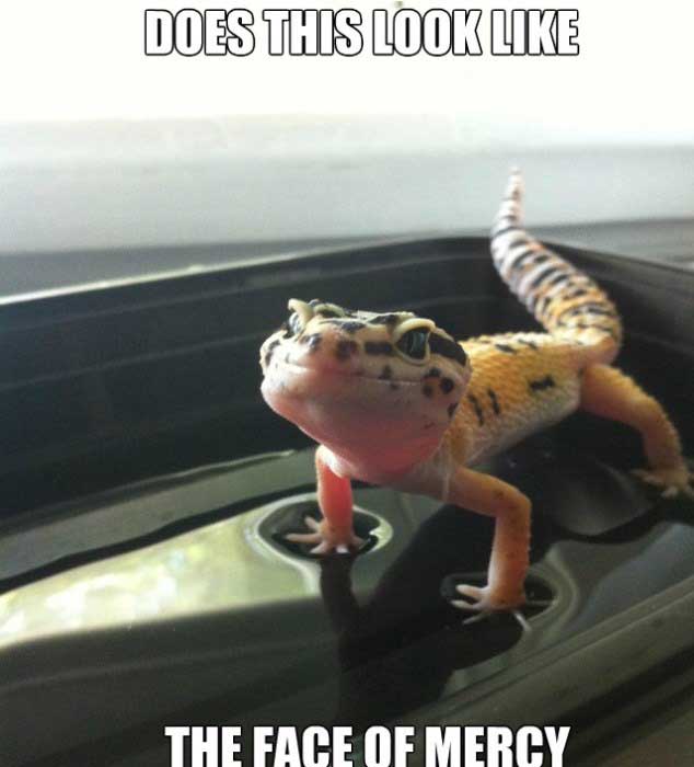 GeckosDaily_'s tweet photo. https://t.co/3IJZkzlWgy