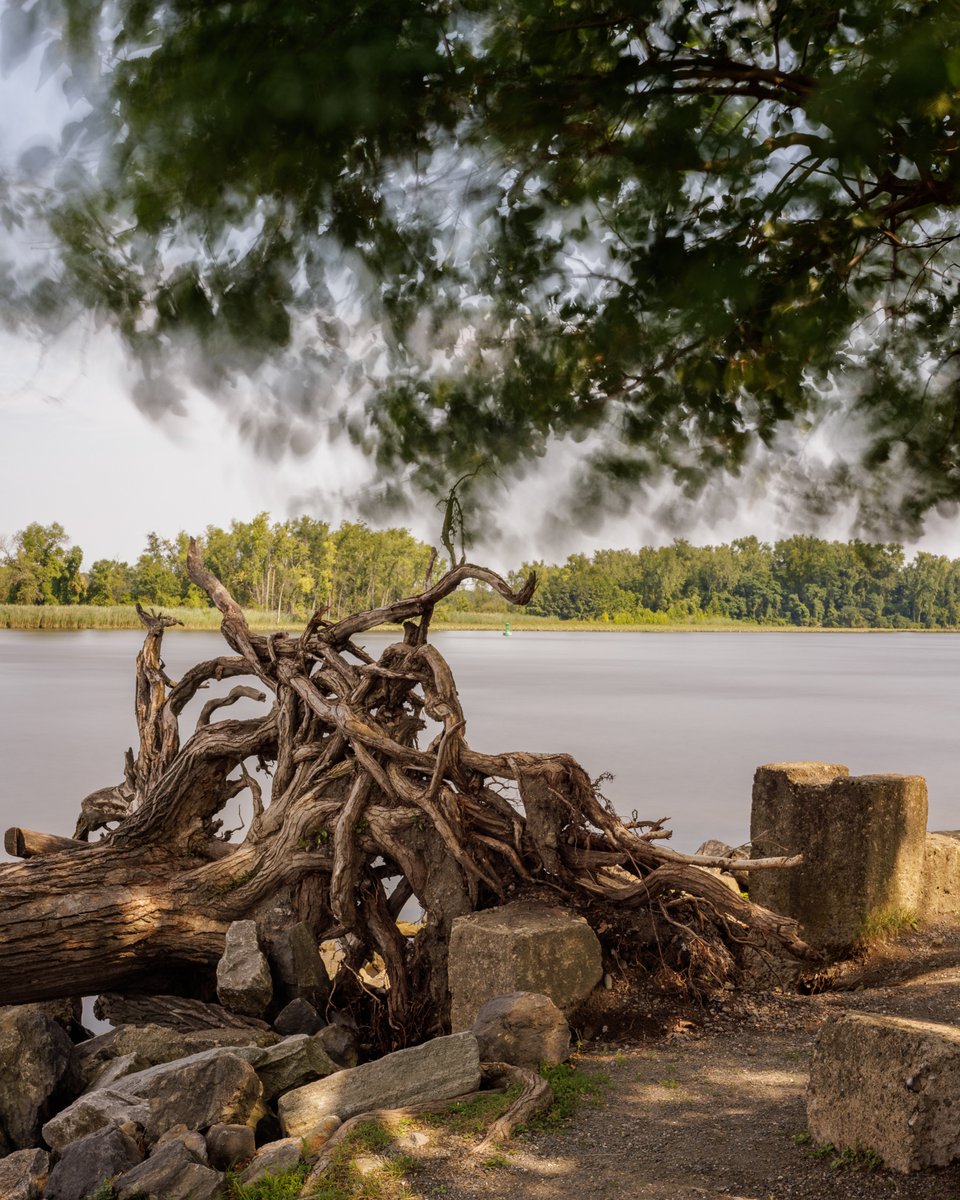 alonkoppel's tweet photo. Live Wood / Dead Wood - touching one another.
#photooftheday #lookingaround #longexposure #tree #hudsonny https://t.co/mZuNAHxThJ