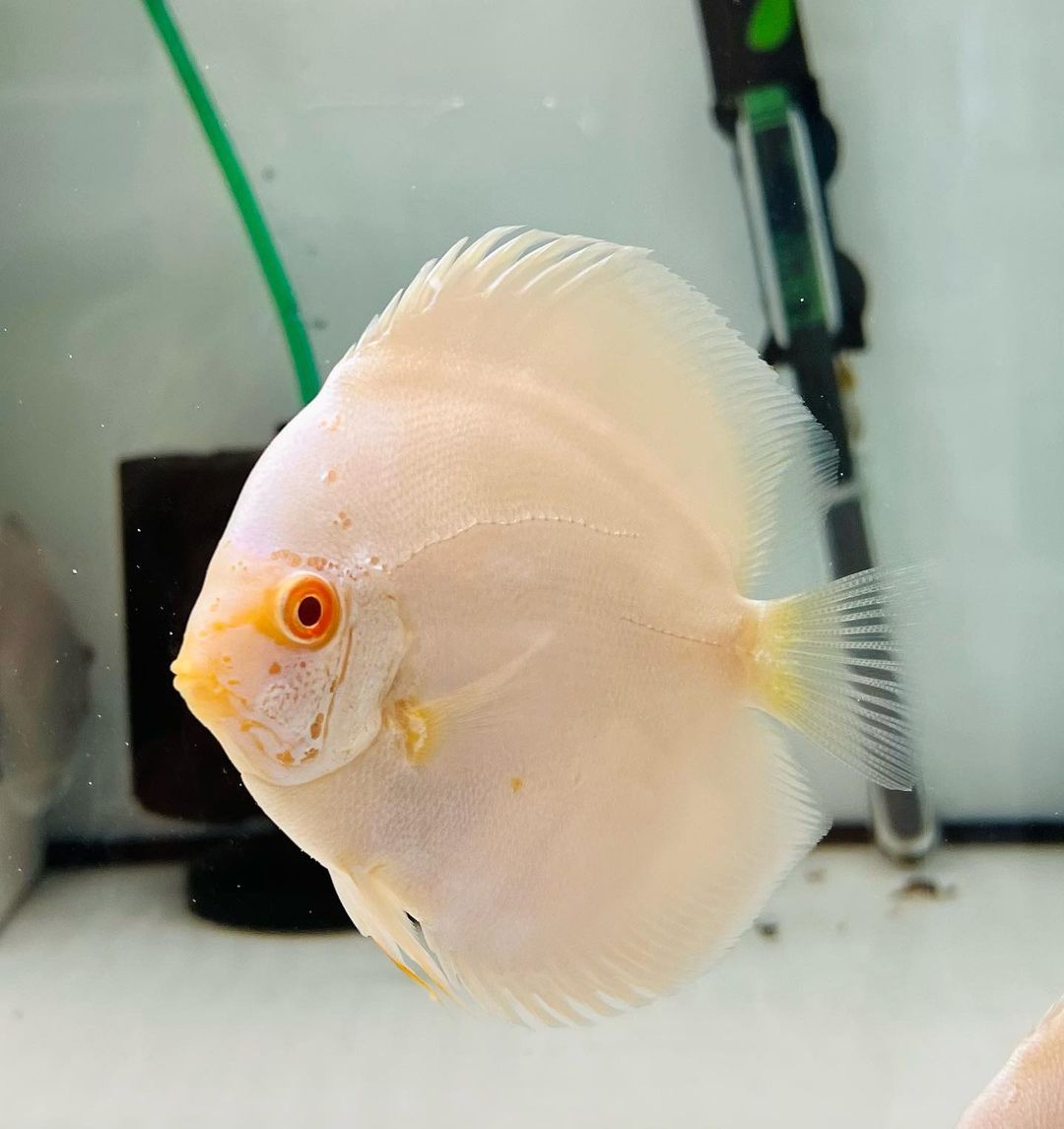 shaikdawoodg's tweet photo. Diskuskeller
Krause Diskus

#diskuskeller #diskus #discus #diskusfisch #discusfish #discustank #diskusfische #aquarium #aquaristik #aquariumhobby #fisch #fische #fish #discusfishtank #discustank #diskusbecken #diskusfischaquarium #aquariumhobby #bunt #discusfishes #diskusshop https://t.co/5RPkpVijlR