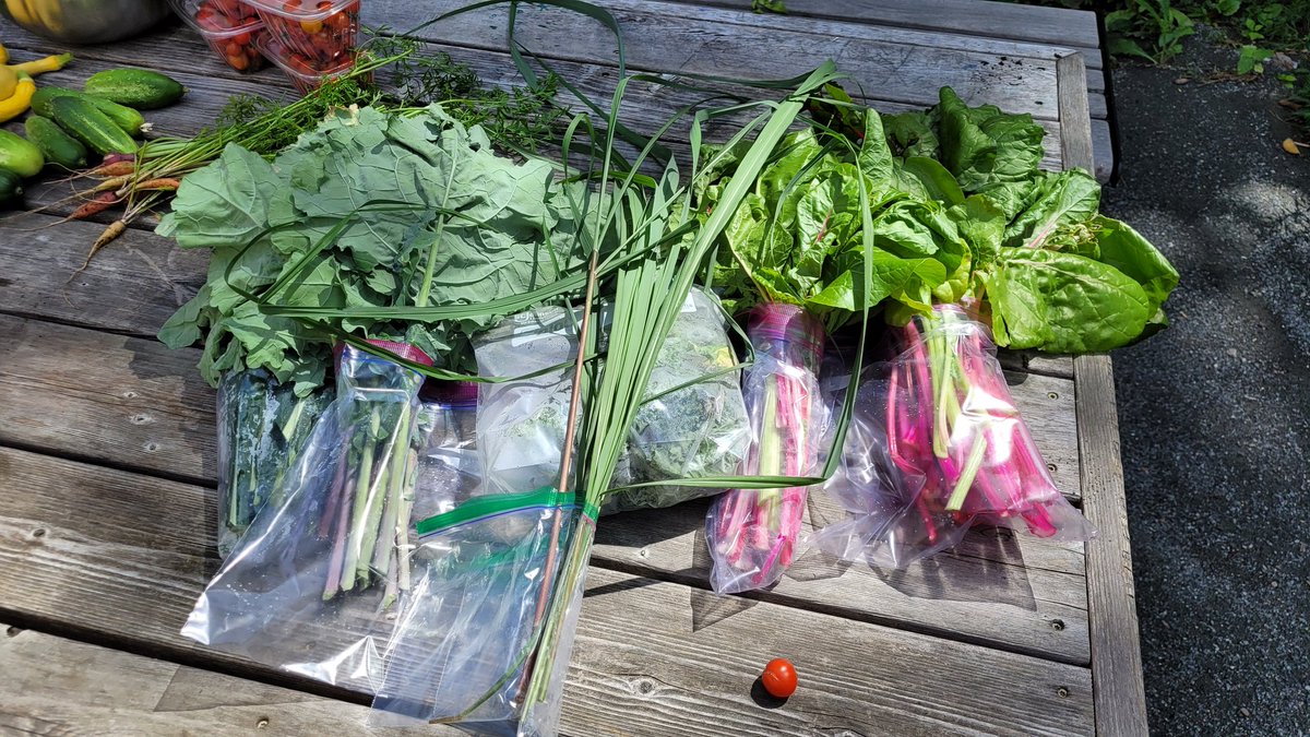 Lots of summer fruits and roots are on their way to <a href="/BrooklineFood/">Brookline Food Pantry</a> Pantry today! #schoolgarden #community #wholekids #Brookline #RuffinRidleyRocks
