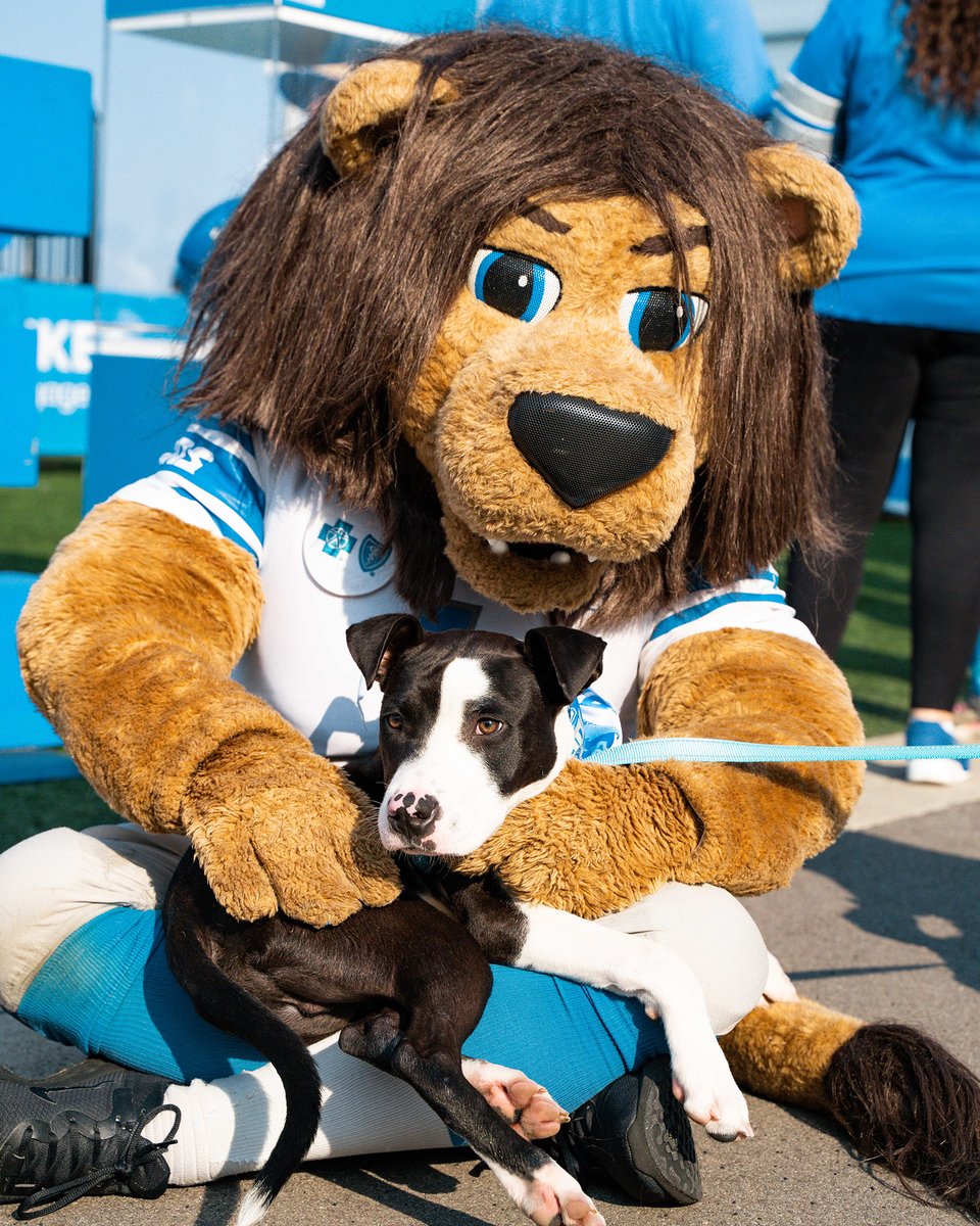 Lions's tweet photo. August 10 is World Lion Day!
Special shoutout to our favorite π¦
@RoaryNFL https://t.co/IQfNkHZFUT