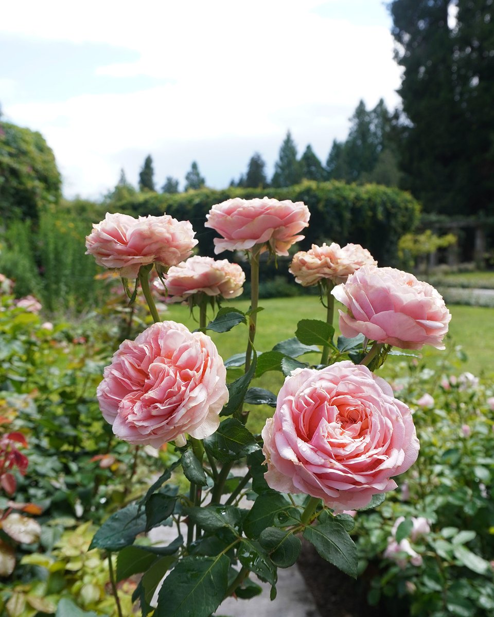 mainau's tweet photo. Sie besticht besonders mit ihrem feinem Duft: Die #Edelrose 'Amorosa' beim Italienischen #Rosengarten ist öfter blühend und bildet von Juni bis September immer wieder neue Blüten.🌹 #RoseWednesday https://t.co/qg8P4JeyqO