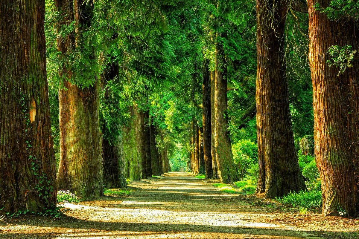 Green forest