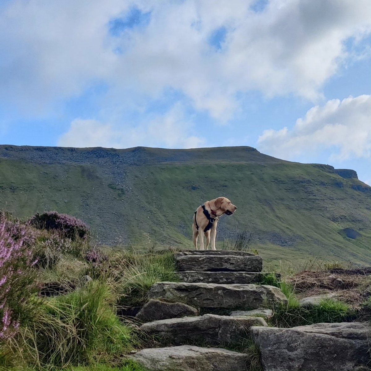 We peaked! 40km and 3 peaks in just over 13 hours. 

A beautiful (but tiring!) day walking the Yorkshire Three Peaks in aid of Cathedral Music Trust's work transforming lives through music. All donations gratefully received 👉 cathedralmusictrust.org.uk/CMT/CMT/Suppor…