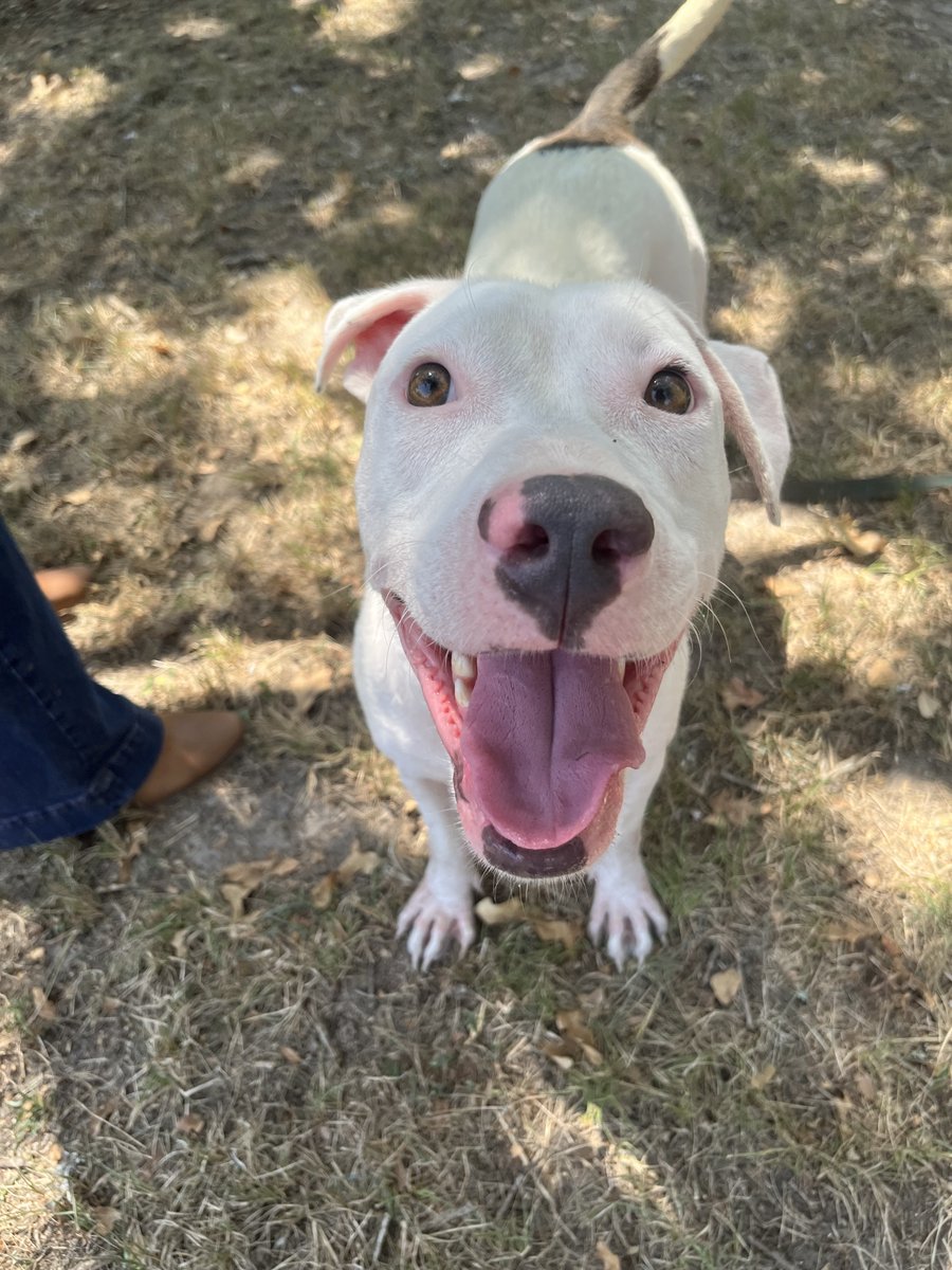 AggielandHumane's tweet photo. YOU have helped provide relief in our space crisis - there is still work to be done.
Last time we came to you, we had 90 dogs at the shelter. Now, we have 75 in a shelter meant for 48. And intake shows no signs of slowing.
PLEASE ADOPT! See adoptable dogs: https://t.co/mTi6A046Gp https://t.co/Hz3lHmlX4h