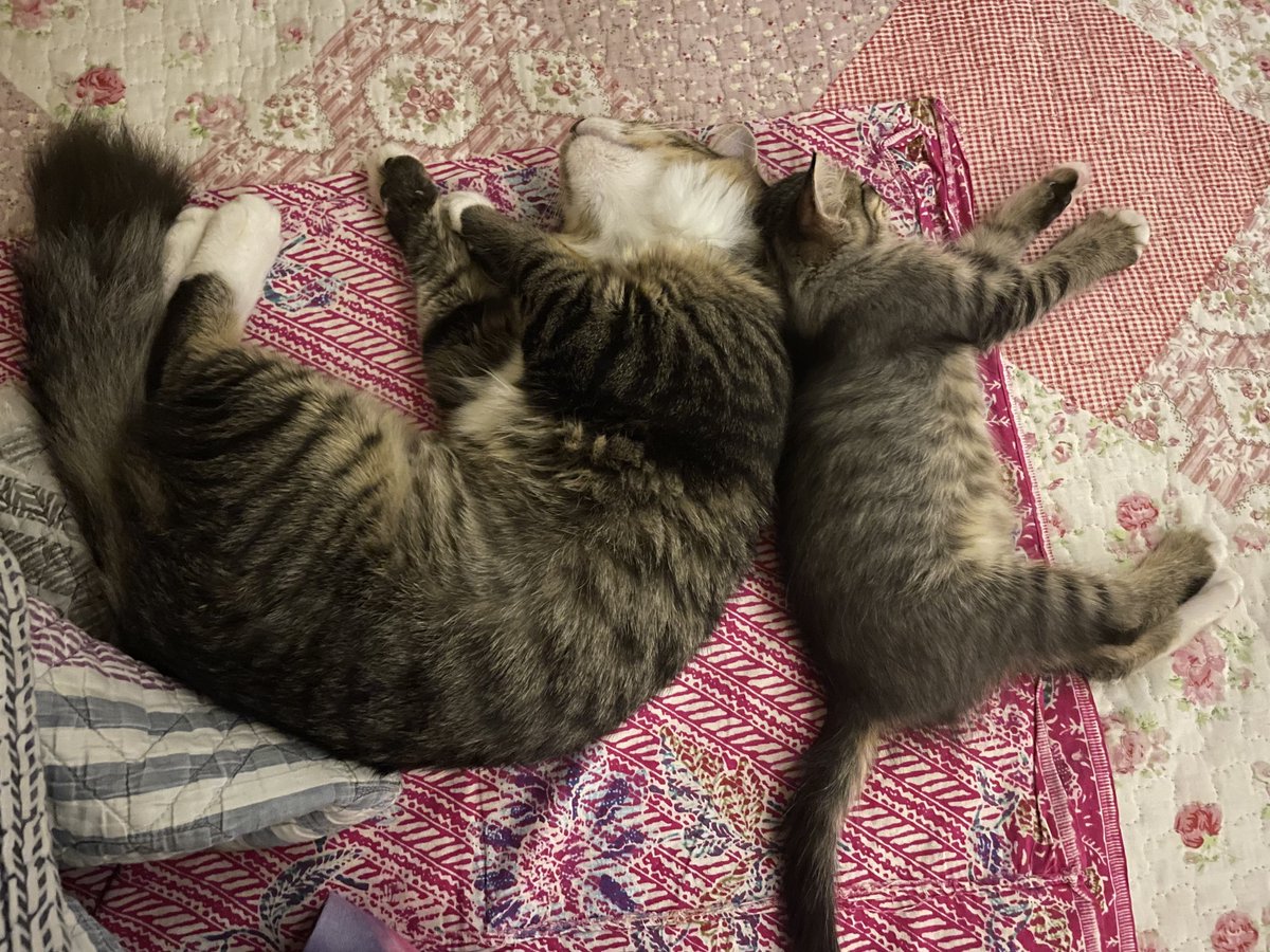 yemmeow's tweet photo. Comel nk mampus https://t.co/789XSL4pWG