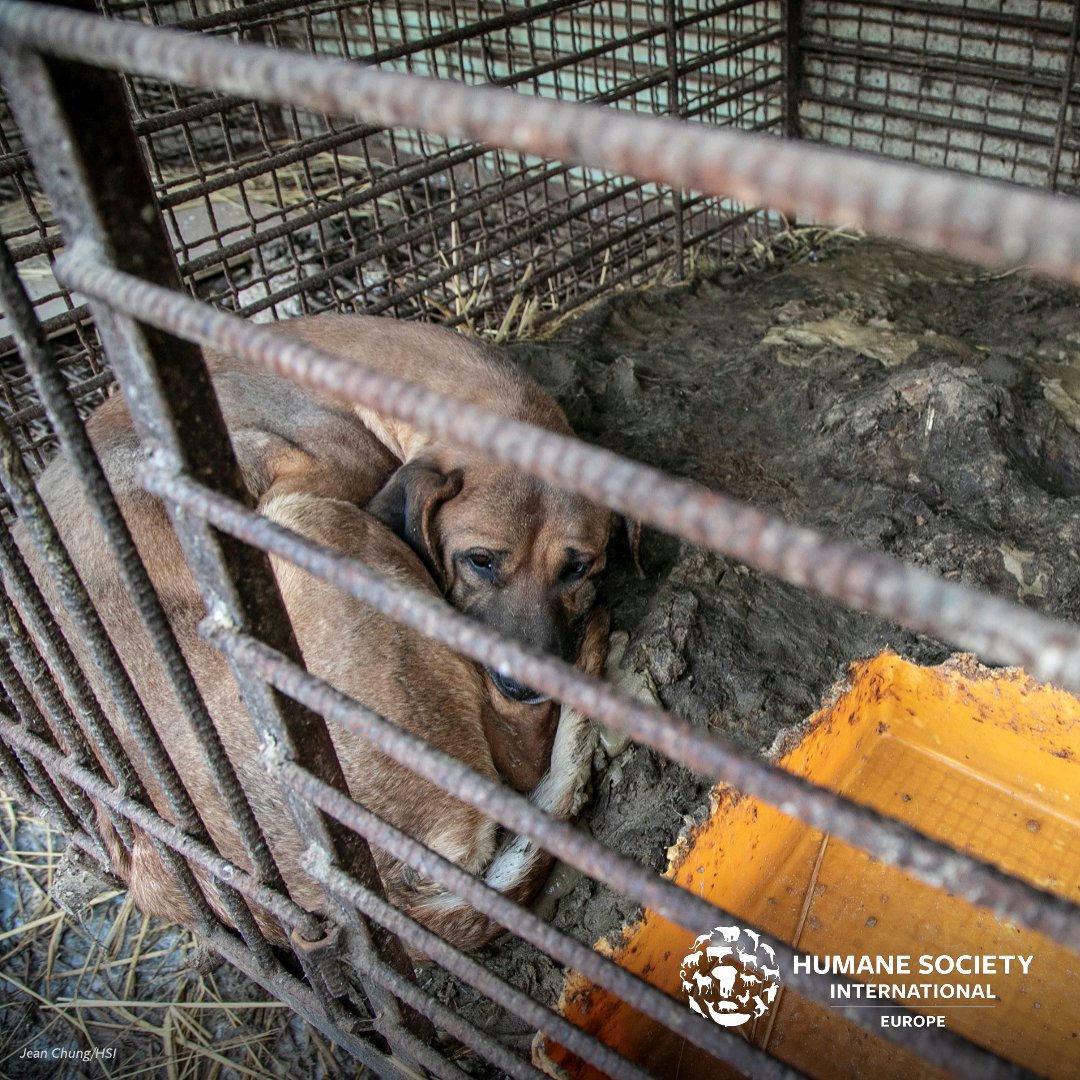 humaneworldita's tweet photo. ๐ Oggi รจ il #Malbok, l'ultimo dei #BokNal. Nonostante questo, i cani continueranno a essere uccisi per la loro carne in Corea del Sud e in Asia.
Il nostro lavoro non si ferma, eliminiamo l'industria della carne di cane una volta per tutte. ๐ https://t.co/4jtfcG0kJA
#HSIItalia https://t.co/2YLKlrwgfg