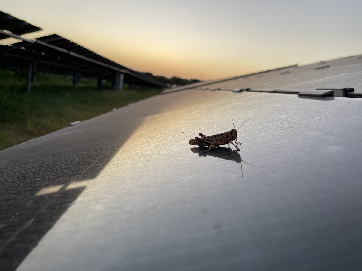 renuroboticsusa's tweet photo. While we were shooting, we attracted an audience. This one was closely watching & seemed to be wondering: “what in the heck is going on?” #newvideocoming #grasshoppers https://t.co/F5vdLCzr4l