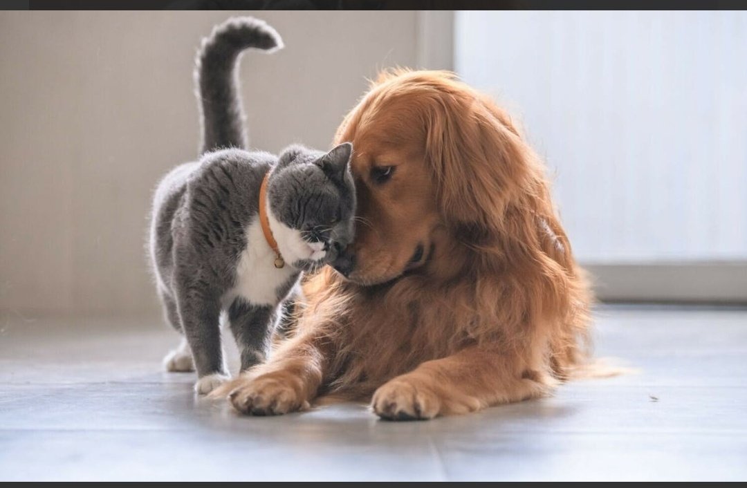 stichtingunique's tweet photo. RT Hou jij van dieren?

Dierenvoedselbank Maassluis, Stichting Unique is op zoek naar vrijwilligers met een hart voor dieren💖voor allerlei taken.

https://t.co/IT6oPwJN12

#dierenliefde #voedselbank https://t.co/5nVuFbkyP4