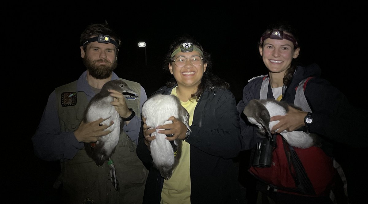 Walter Piper of the The Loon Project writes about a potential positive “drought effect” for loon chicks in Wisconsin and Minnesota this season. Read more at: zurl.co/Y27H