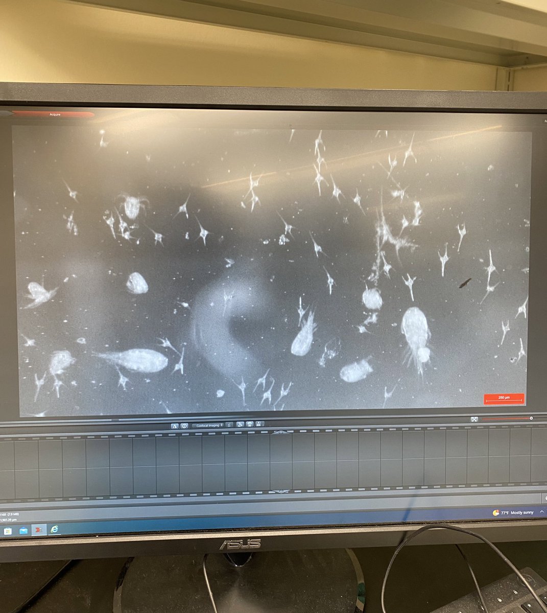it’s the most wonderful time of the year 🎶 
(podcasts and plankton! and Taylor Swift’s discography season)

#phdchat