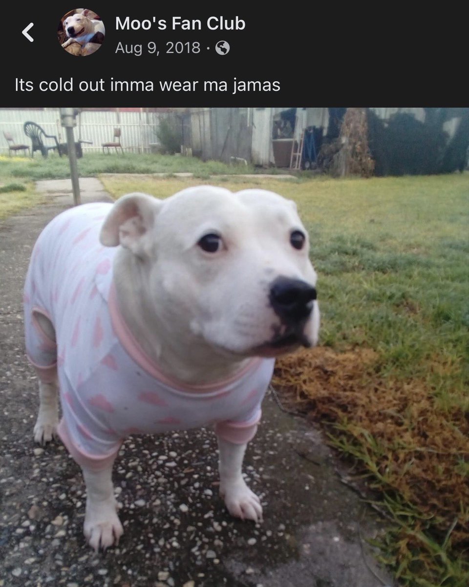 dog_rates's tweet photo. Five years ago today, Moo broke the internet with his pajamas. 14/10 https://t.co/n0QbCrzQEM