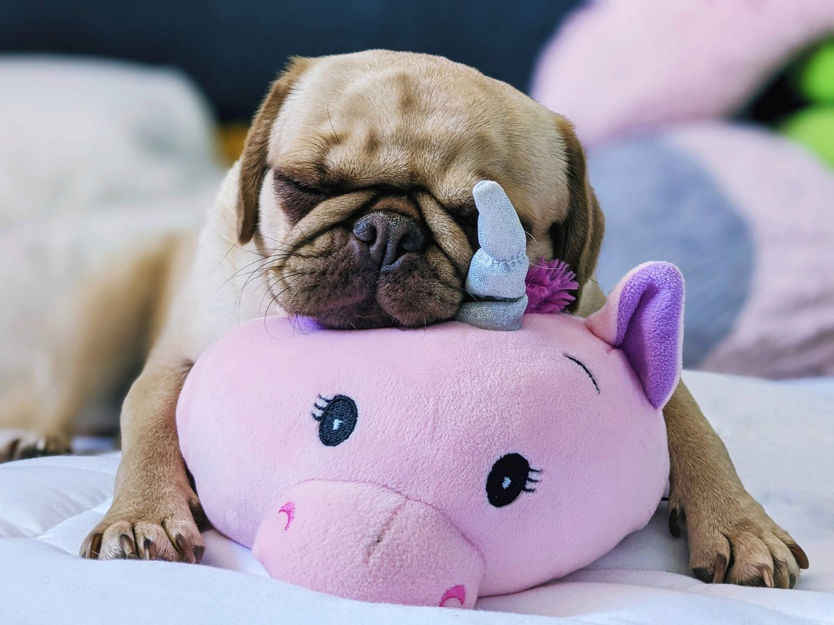 PetANtastic's tweet photo. It's Wednesday. Take a break... a long one😅

#pettastic #petantastic #smallbusiness #happy #wednesday #pinkwednesday  #humpday https://t.co/4YnDLUx7eB