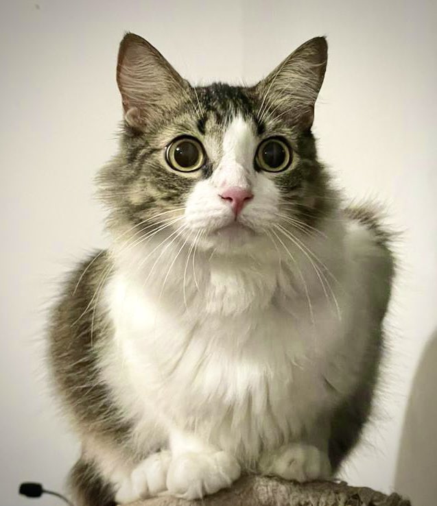 tabues's tweet photo. 'La elegancia quiso cuerpo y vida, por eso se transformó en gato'', -Guillermo de Aquitania. 
#gatos https://t.co/HTGzfzx6H5