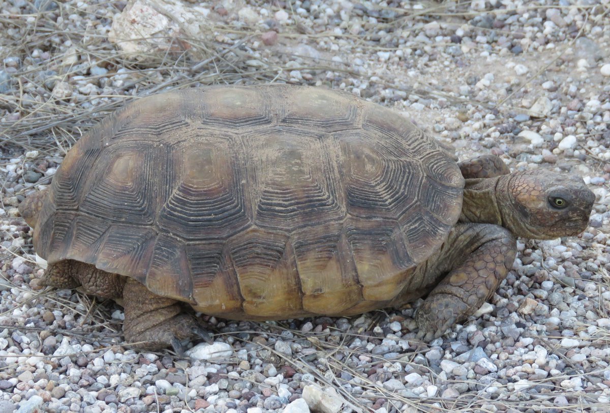 DTCouncil's tweet photo. This look of determination is what's gonna get me through to the weekend.... laser focus!

Sonoran Desert Tortoise
(Gopherus morafkai)
Pima County, AZ

Photo: Richard Reams https://t.co/QS2w17kgFL