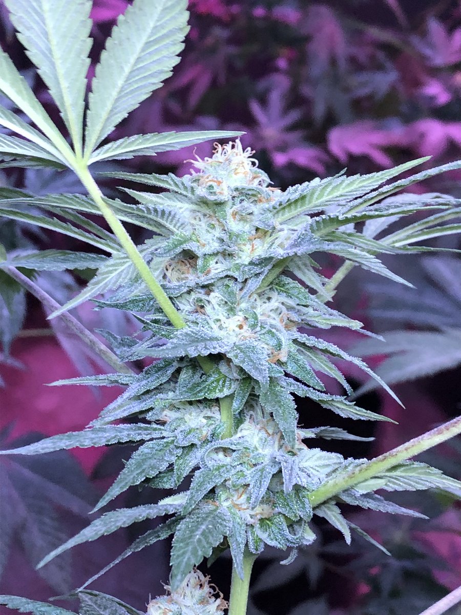 Green_Roses421's tweet photo. En las instalaciones de @Elgallomx_club  🔥🌹

Ya listas las nuevas cosechas, Dos si Dos 33 y Gorila Glue de Green House.🌹🔥

#CannabisMx #WeedMx #GreenRoses https://t.co/RYXtUC3N3r