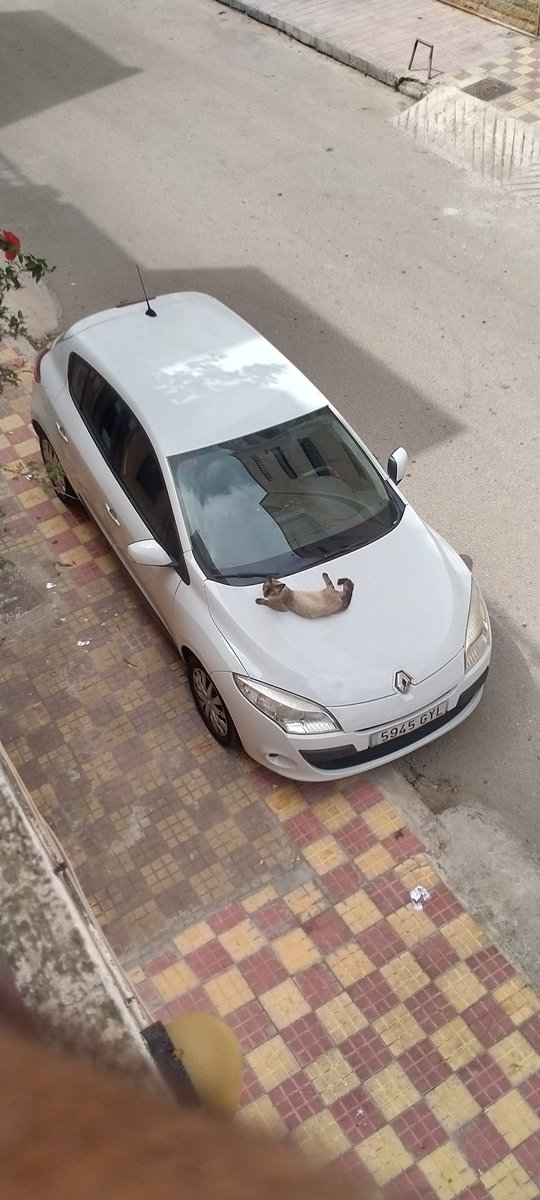 Mustafa Mezraoui (@mustafamezraui) on Twitter photo 