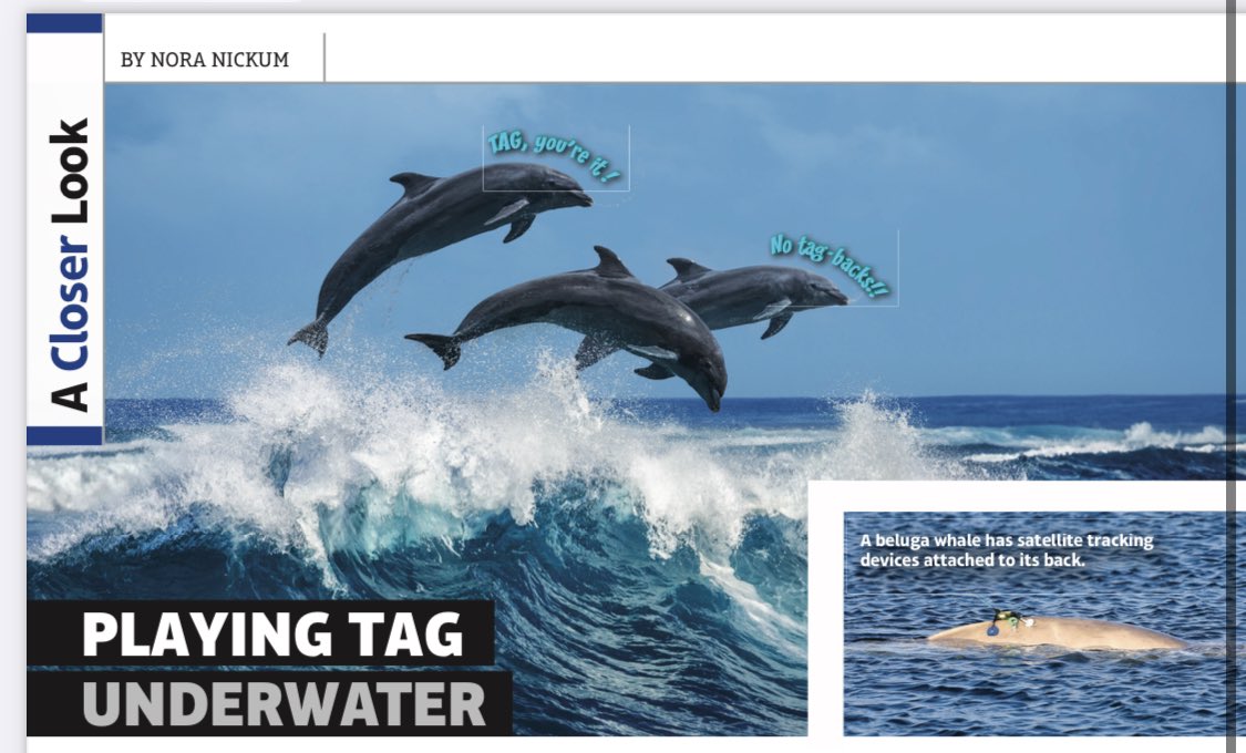 My newest article for Muse magazine is now on my website!

🪼Playing Tag Underwater: 
how do scientists manage to get tags on jellies, swordfish, and orcas, and what are they learning about their mysterious underwater lives?
 noranickum.com/_files/ugd/b77… 
#scicomm #kidslovenonfiction