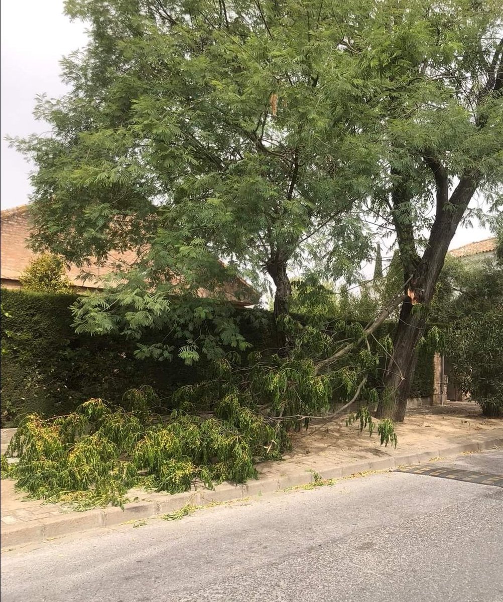 UrbSimonVerde's tweet photo. En #SimonVerde practican la autopoda, también conocida como melasudismo.
@MairenaAljarafe @gelvescomunica @AntonioConde_M @Isabelherrera10 
Esto es lo que pasa cuando no se poda un barrio en AÑOS. https://t.co/Pysk8wI0ox