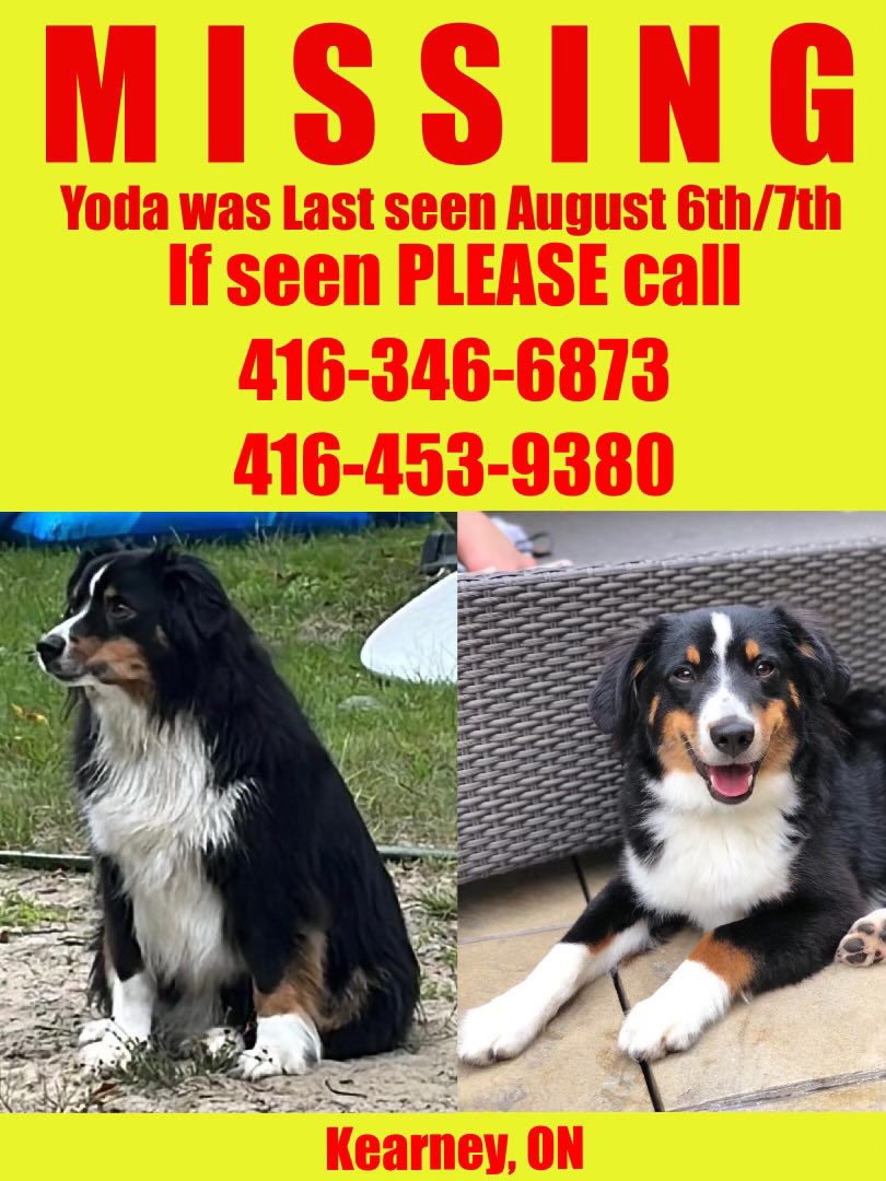 Muskoka411's tweet photo. Mini Australian Sheppard has been lost in the Kearney, Ontario area on Sunday night. If anyone has seen this dog, please contact the number below! https://t.co/iUN52uXq6y
