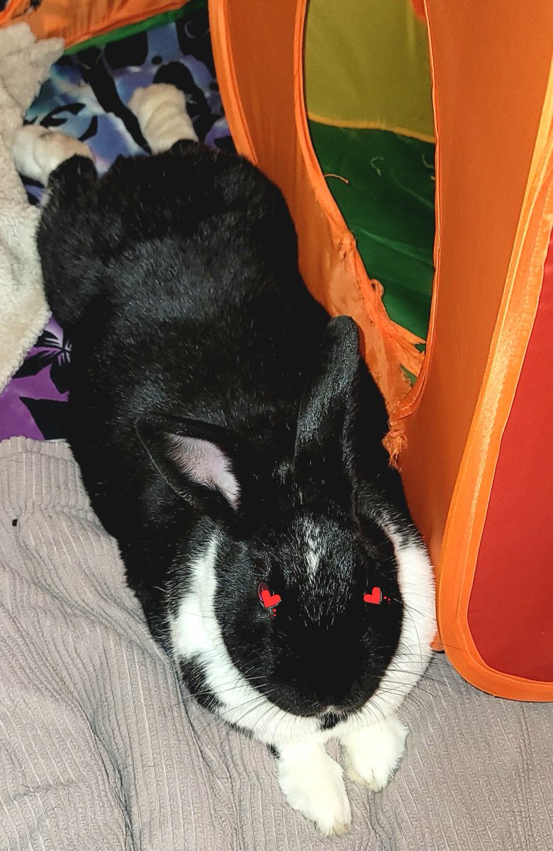 authgothic's tweet image. Legend - the Trophy Hus-bun relaxing in his domain this morning. #rabbit #bunniesofinstagram #rexrabbit #bunny #bunnylife