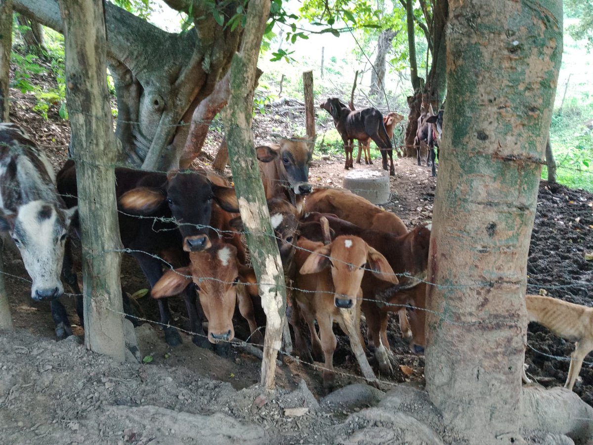 djpapi828's tweet photo. Mi finca https://t.co/pMSI1tM8jF