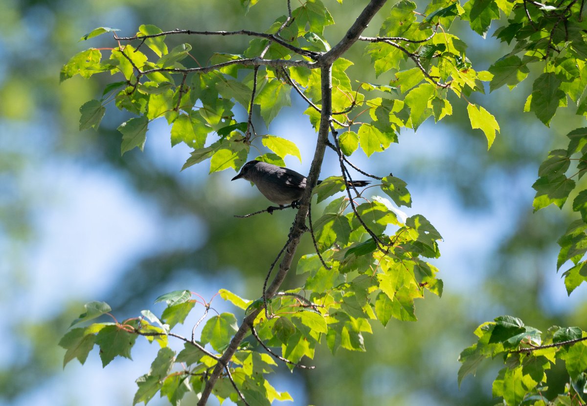 Do you ever think you're hearing 'meowing' from a tree? No, you're not going crazy, the Gray Catbird's call sounds like the mew of a cat. They are relatives of mockingbirds and thrashers, and they share that group’s range of vocal abilities. 

📷: M. Gigliello, VFWD