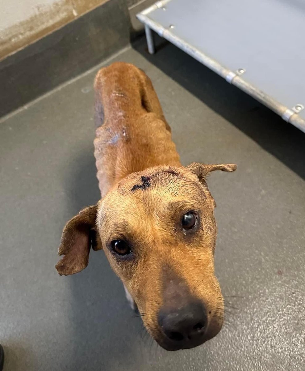 BearyHappy04's tweet photo. This small emaciated young boy (ID 015465) has known nothing but suffering. This pup can be made well with basic vet care, food &amp; love. 
He has about 24 hours to find a rescue. 
📍Cameron County animal shelter near Harlingen TX https://t.co/oB1LaBCtrj
#dogsoftwitter #TX #Texas https://t.co/lYx2PJFXNX