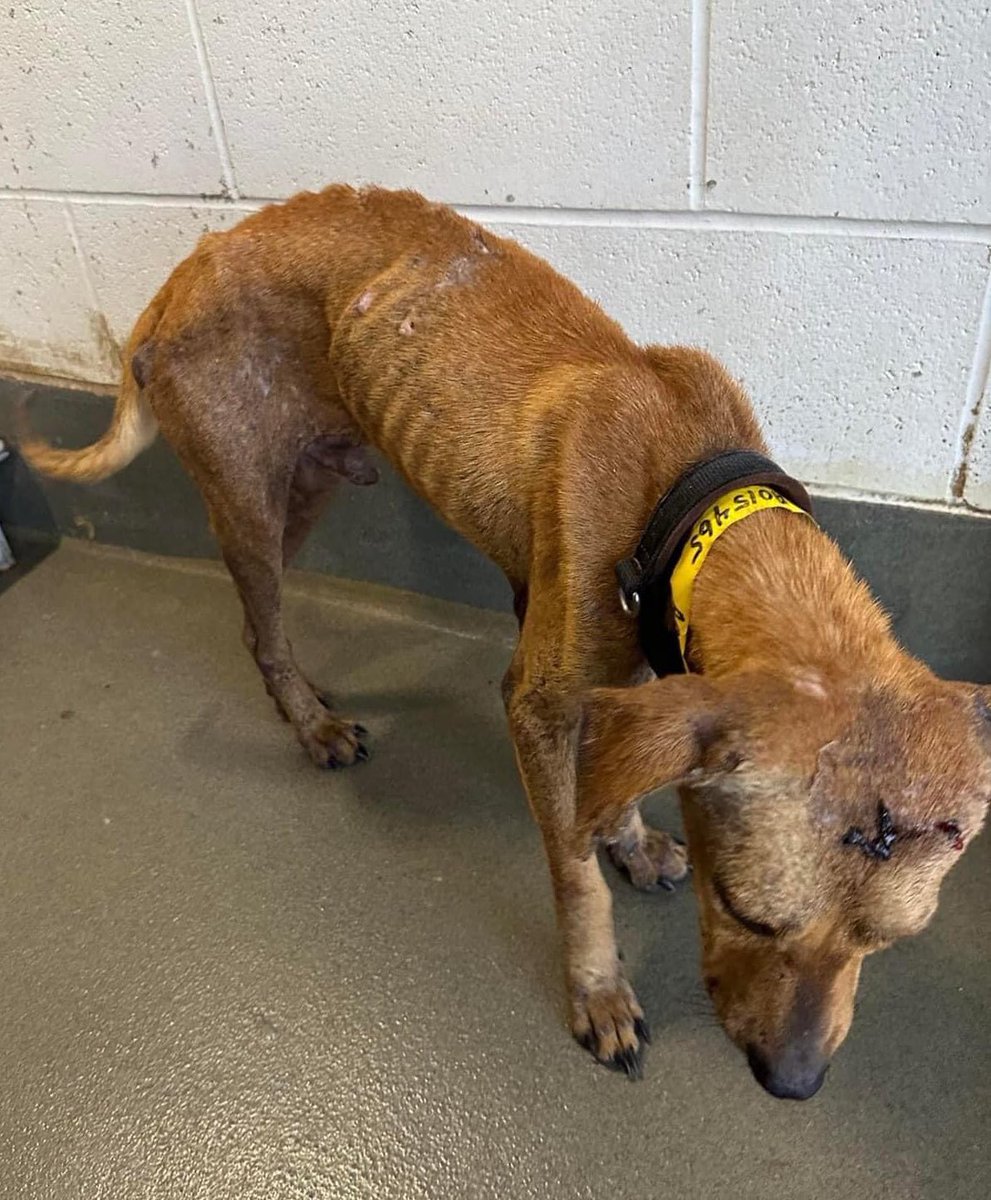 This small emaciated young boy (ID 015465) has known nothing but suffering. This pup can be made well with basic vet care, food & love. He has about 24 hours to find a rescue. 📍Cameron County animal shelter near Harlingen TX cameroncountytx.gov/publichealth/p… #dogsoftwitter #TX #Texas