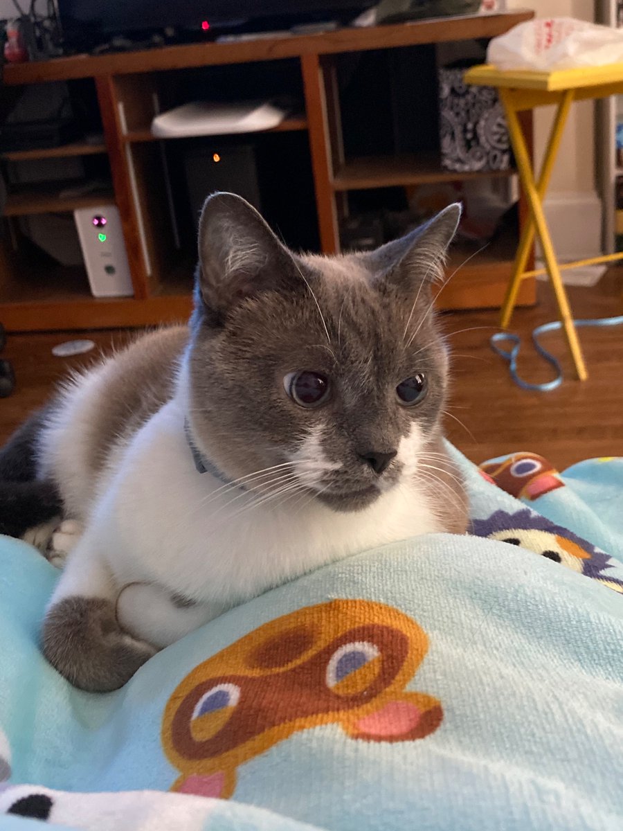lamm_sam's tweet photo. @AllisonRFloyd This is The Right Honorable Chairman Periwinkle Von Mousenstein III, Esq. https://t.co/elnJAUWXgO