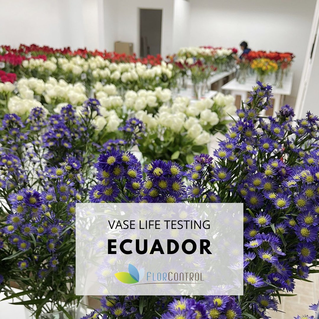 Florcontrol's tweet photo. Get to know our vase life testing sites. We meet international standards and protocols for all evaluations.
BEST WAY TO TEST THE QUALITY OF YOUR PRODUCT 💐📊
•
#vaselifetest #farmquality #productquality #testingnewvarieties #flowers #greens #florcontrol #colombia #ecuador #miami https://t.co/agCVM53RYS