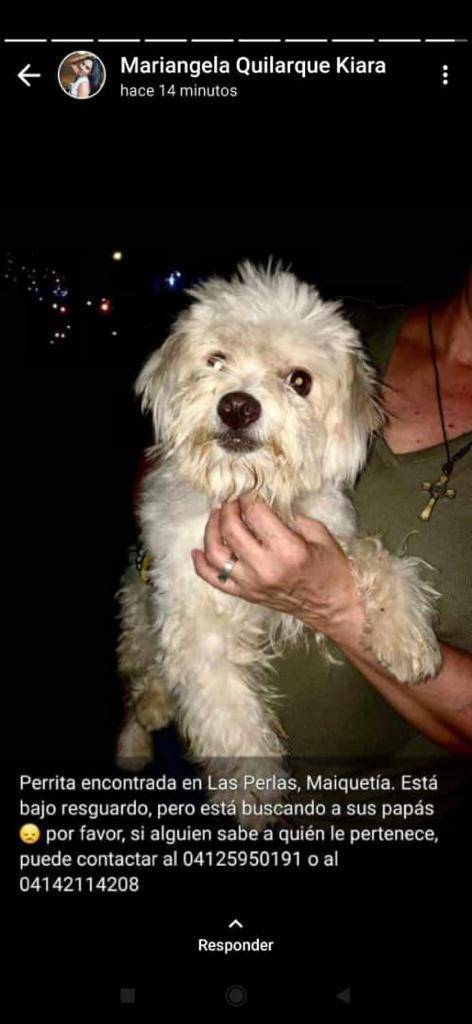 PerroUsuario's tweet photo. EXTRAVIADA Maiquetía,  Las Perlas, La Guaira Vargas RT @RamsesVazBlanco: Reenviado. Gracias 😣🐶🙏💗🐾🍻🍻 https://t.co/tlCpLEKOZm