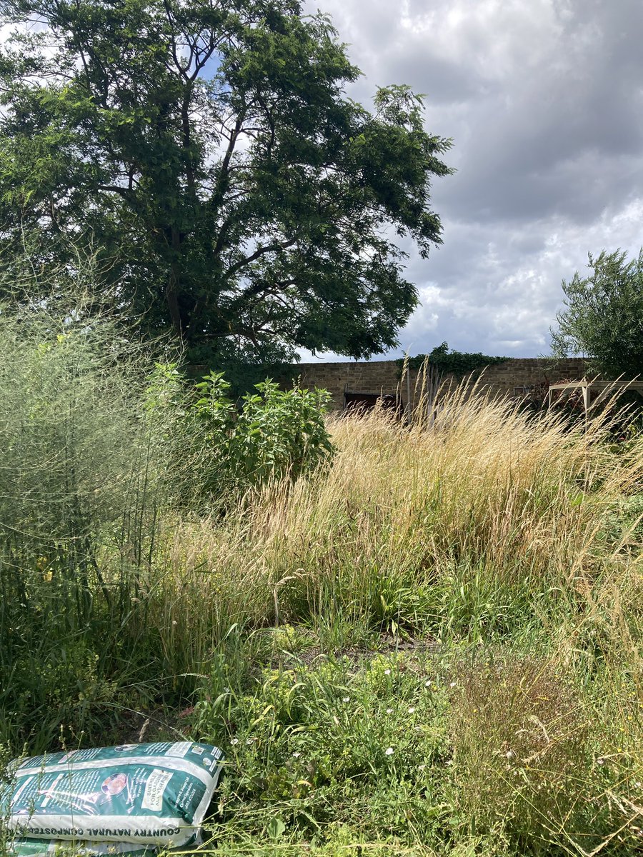 zoeclaymore's tweet photo. Happy #NationalAllotmentWeek . Not going to lie the #RHSshow garden meant my plot kinda went to pot… however with renewed vigour I’ve been back attacking the coach and bindweed. So long as I pass inspection looking forward to an epic growing season next year! #GardeningTwitter https://t.co/ROUtPjeqFn
