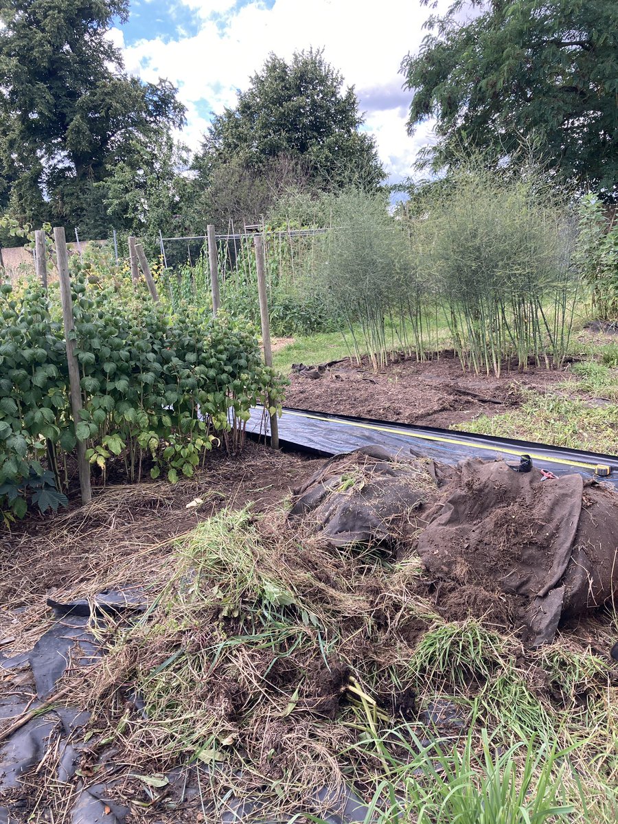 Happy #NationalAllotmentWeek . Not going to lie the #RHSshow garden meant my plot kinda went to pot… however with renewed vigour I’ve been back attacking the coach and bindweed. So long as I pass inspection looking forward to an epic growing season next year! #GardeningTwitter