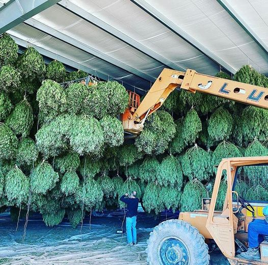 cannabishub's tweet photo. Cash Crop 🤑 https://t.co/TWfrZd3DmO