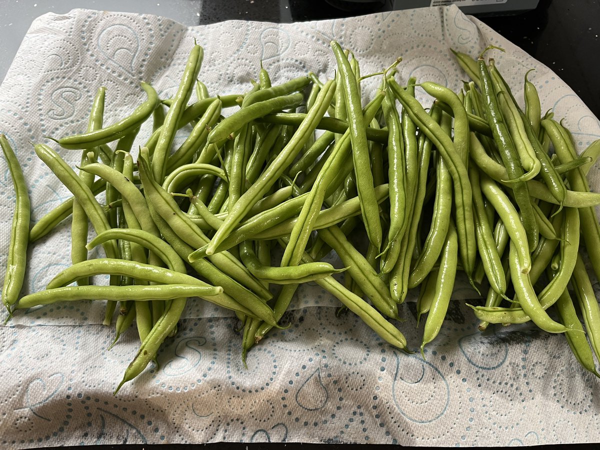 _katy_139's tweet photo. Think we are going to have to have beans for every meal at this rate. Last harvest was only on Sunday and got all this lot today https://t.co/Jn89kbPIBw