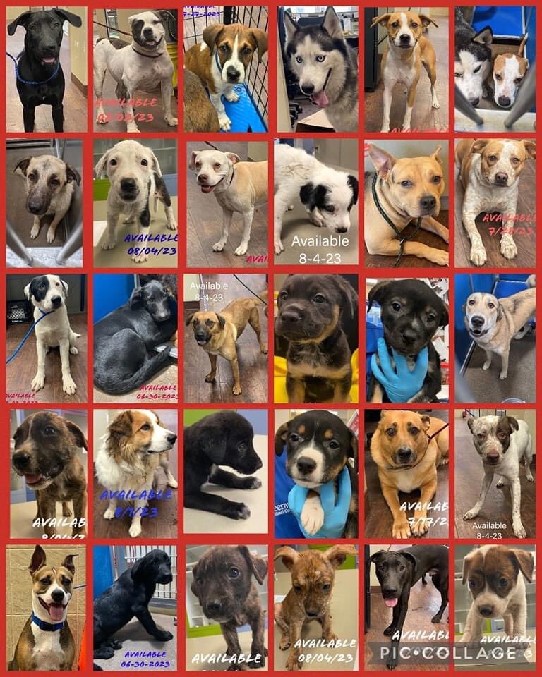🟥❗DOGS ARE FULL!❗🟥 0 empty kennels 📍#Greenvilletx #Texas Email animalcontrol@ci.greenville.tx.us if you can adopt or pull at opening tomorrow For MORE dogs, puppies & info: ci.greenville.tx.us/408/Pet-Adopti… #dogsoftwitter #TX #Dallas
