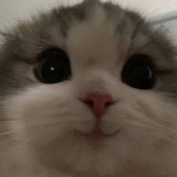 wwonie! ૮˃̵֊ ˂̵ ა tweet media