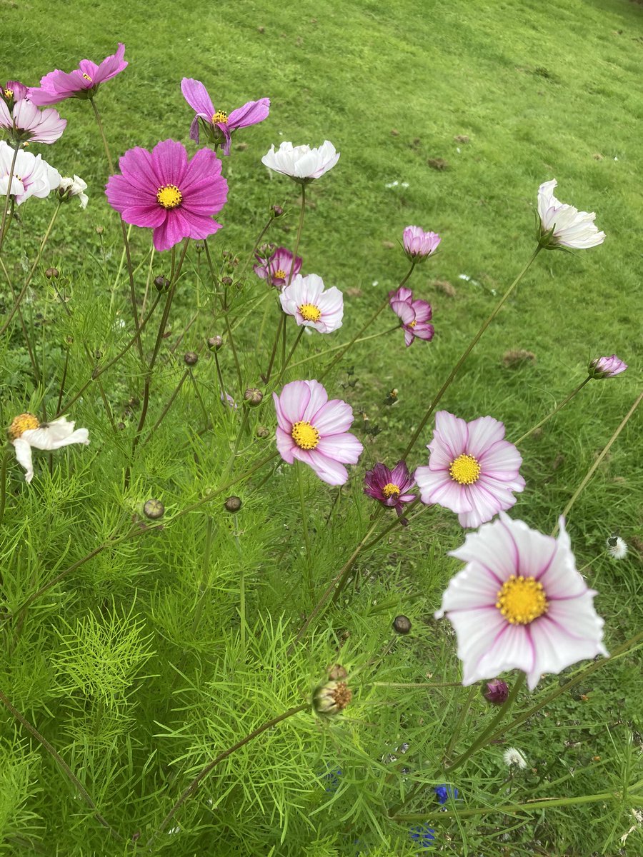 Thank you to Zara’s granny who kindly gave Mrs Irving and P6/7 wildflower seeds for the garden they are looking fabulous!