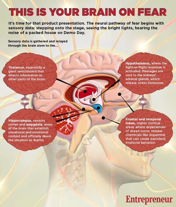 This is your brain on fear