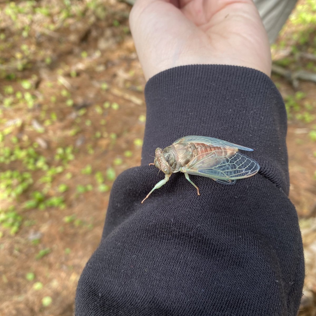 gemkinart's tweet photo. obsessed with this little guy i found https://t.co/VzQh2V8CON
