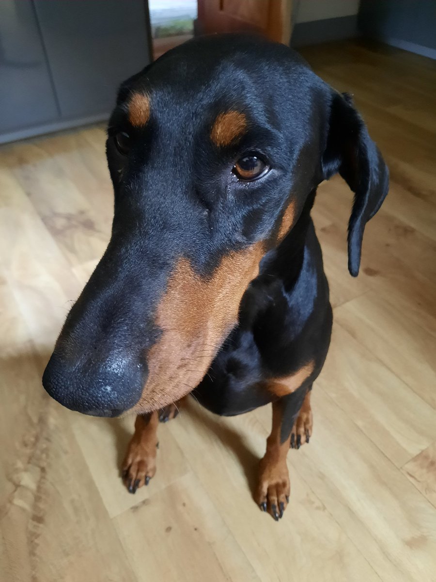 NotBadForHerAge's tweet photo. I cooked tea, the doorbell went and when I got back to the kitchen Damson was looking very guilty. She'd eaten half the fishcakes I'd made! She has such a distinctive guilty look, there's no guessing who the culprit is. #guiltyface #guiltydog #Damson #Dobermann #dogsoftwitter https://t.co/Q9NGJPQkAH