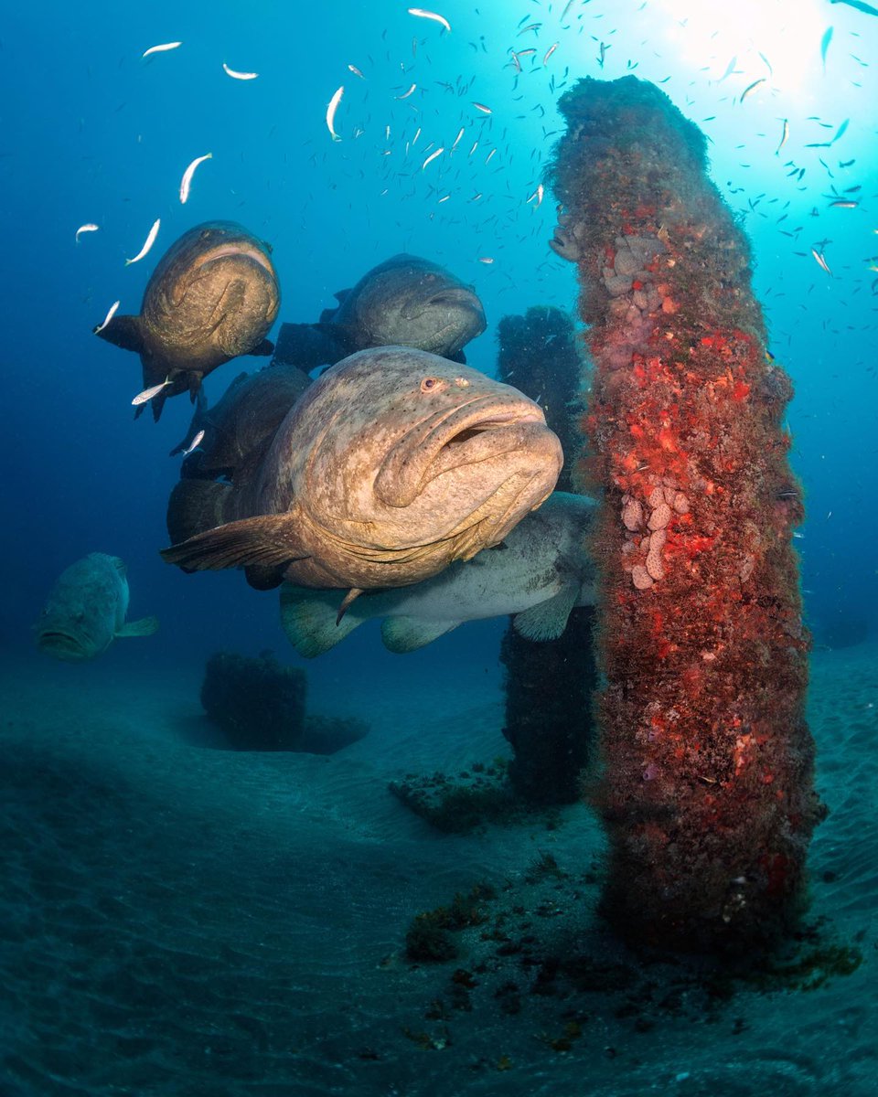 Divers Direct tweet media