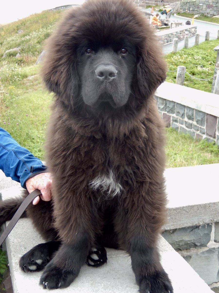 Sable Chief 🐾 Signal Hill 
#Newfoundland #Newfoundlanddogs #yyt #Dogs #signalhill