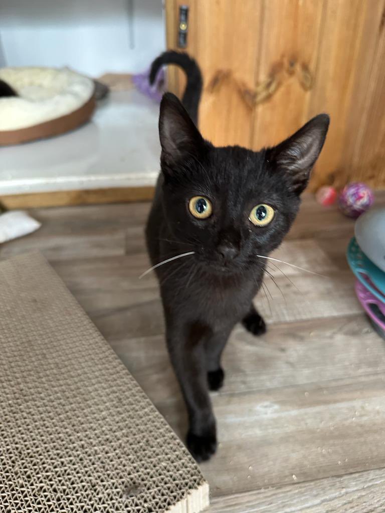 catsinoxford's tweet photo. Noddy and Big Ears are looking for a home! They are 4 month old brothers who are cuddly and affectionate, they love charging around ping pong balls and then cuddling up for a stroke. They can be rehomed together or separately. They can live with cats, children and possibly dogs. https://t.co/RIlOb1HFu4